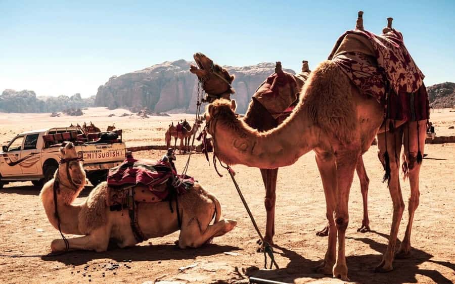 2-Day Tour from Amman to Petra, Wadi Rum, and Dead Sea - Bedouin camp overnight: what the night actually feels like
