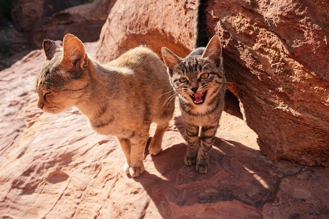2 Days Tour | Petra, Wadi Rum & Dead Sea | Accommodation included - Price and Value: What $760 Really Covers