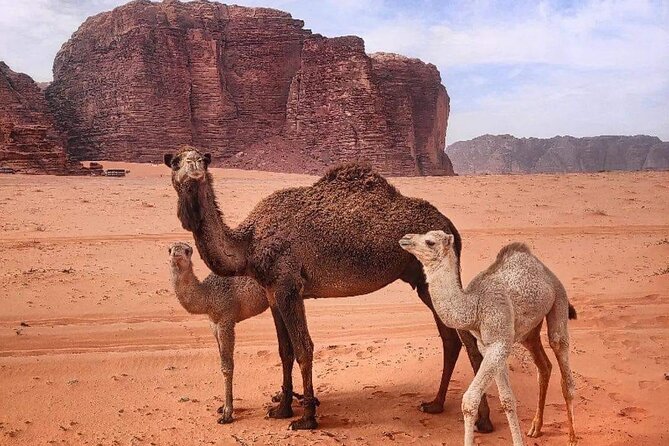 4-Days Tour of Jerash, Petra, Wadi Rum & Dead Sea from Amman - Who Should Book This (and Who Might Want a Different Plan)