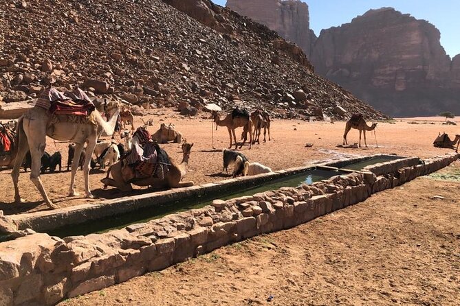 4 Hour Jeep Tour (morning or sunset) - Wadi Rum Desert Highlights - Lawrence’s Spring: mossy water, camel hangouts, and carvings on the rock