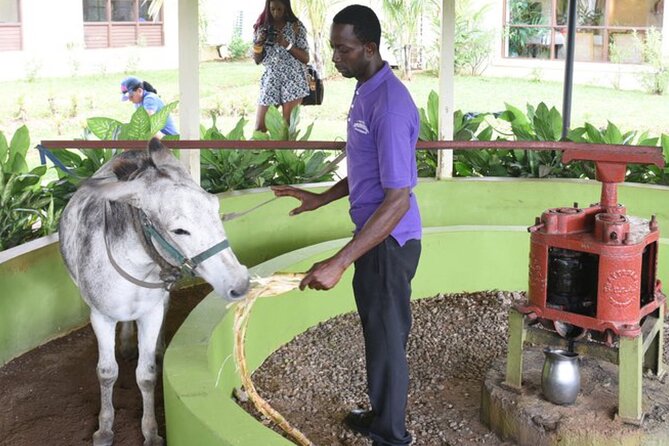 Appleton Estate Rum Factory And YS Falls Inclusive Tours From Montego Bay - Appleton Estate in St. Elizabeth Parish: cane juice to 13+ rum samples