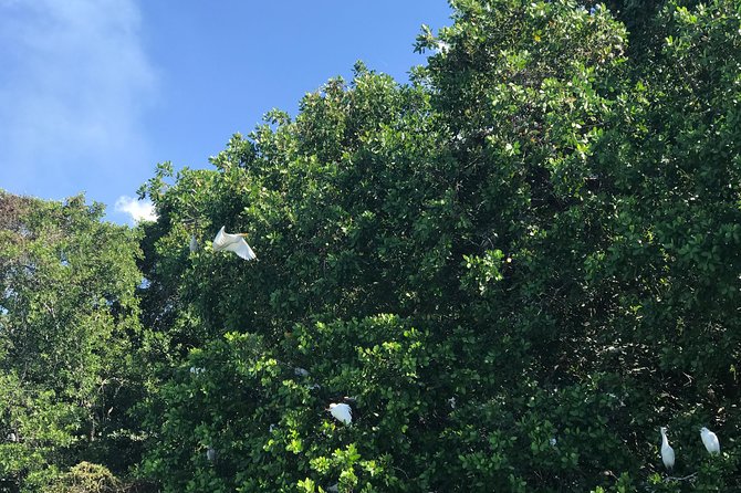 Appleton Rum Factory, Ys Falls, Black River Safari, Floyd’s Pelican Bar - The A/C Vehicle, Pickup Areas, and Why Time Adds Up