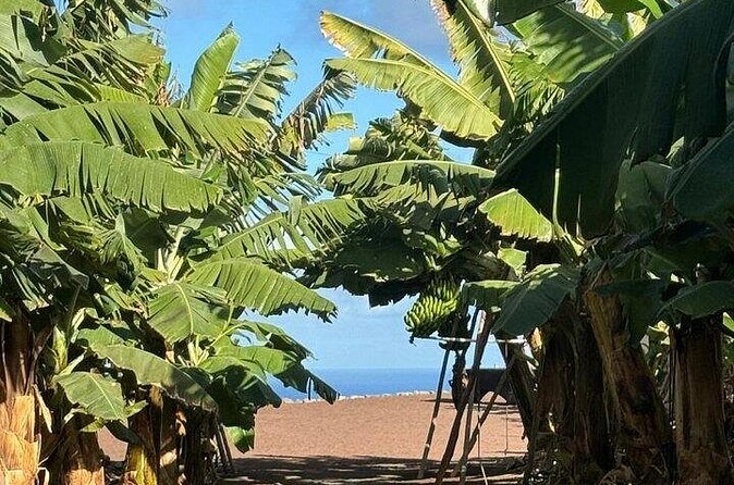 Banana Museum, Rum Distillery & Winery guided tour with tasting - Arehucas rum distillery tour (English/German) and tasting