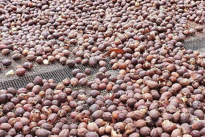 Banana Museum, Rum Distillery & Winery guided tour with tasting - Price and logistics: is $83.08 good value?