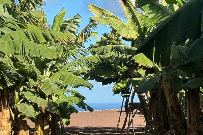 Banana Museum, Rum Distillery & Winery guided tour with tasting - Who this tour suits best