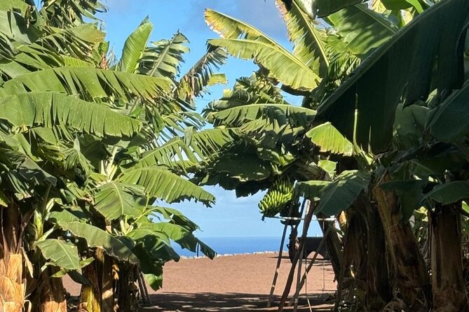 Banana Museum, Rum Distillery & Winery with Tasting: Premium tour - Arehucas Rum Distillery Tour: Cellars, Process, and Real Craft