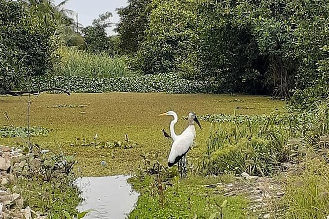 Belize City Culture, Nature, Rum tasting, V.i.V. - Belize City Culture, Nature, Rum Tasting (V.i.V.): A Smart 1–2 Hour Loop