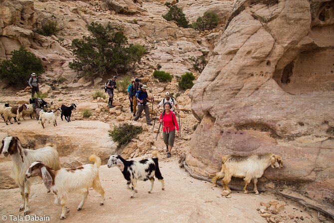 Dana to Petra Trek + Wadi Rum & the Dead Sea - 9 Days - Key takeaways before you lace up