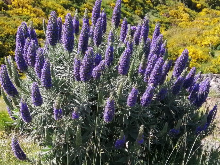 EAST MADEIRA:,Peaks, Forest walk,Thatched Roofs, Rum factory - Should you book East Madeira: Peaks, Forest walk, Thatched Roofs, Rum factory?