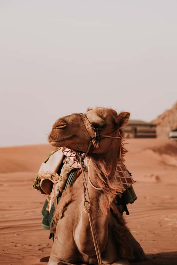 From Amman: Private or sharing Petra &Wadi Rum Full day Tour - A 14-Hour Jump From Petra’s Siq to Wadi Rum’s Night Sky