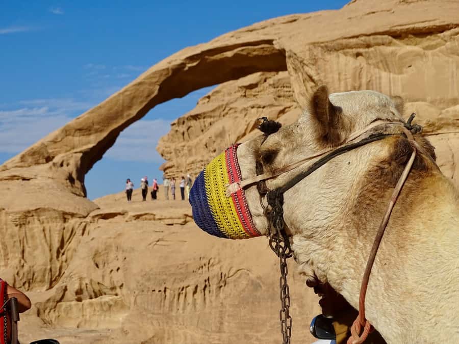 From Tel Aviv: Petra & Wadi Rum Glamping 2-Day Tour - Who Should Book This Petra and Wadi Rum Glamping Tour (and Who Should Skip)