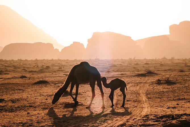 Full day Jeep Tour in Wadi Rum desert - Lawrence’s House: the cave stop that ties the day together