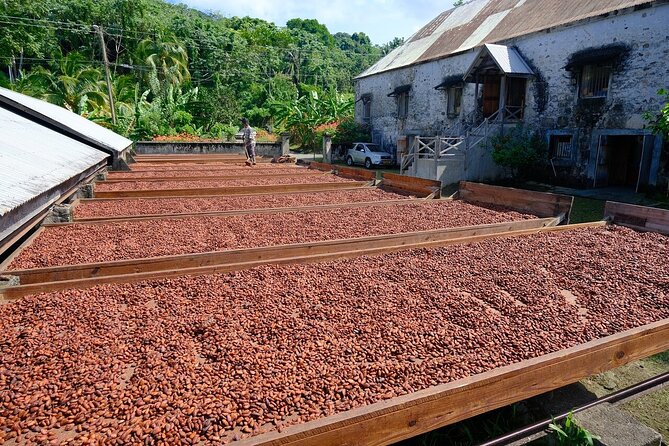 Full-Day Tour: Concord Waterfall, Chocolate Factory, Rum Distillery, Grand Etang - Pickup, drop-off, and island driving: the logistics you should plan for