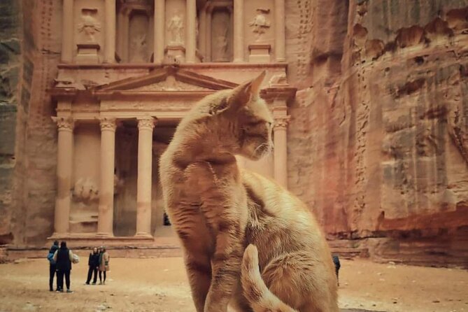 Full Day Tour Petra and wadi rum from Amman or Dead sea - Petra Morning Walk: Siq to Treasury With Real Time on the Ground