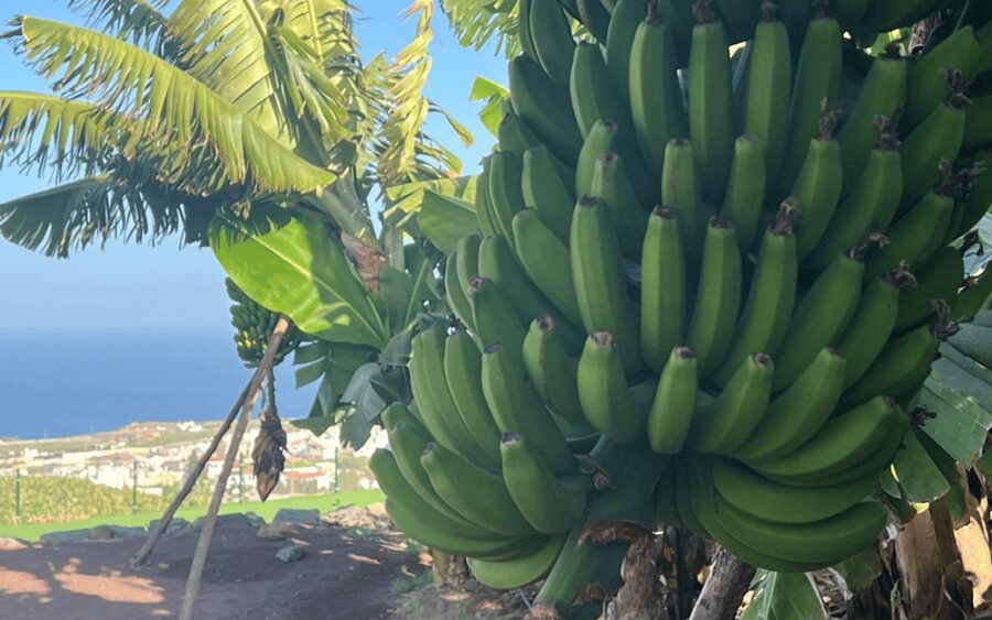 Gran Canaria: Rum, Wines and Banana Tour - Key things I’d circle on your map