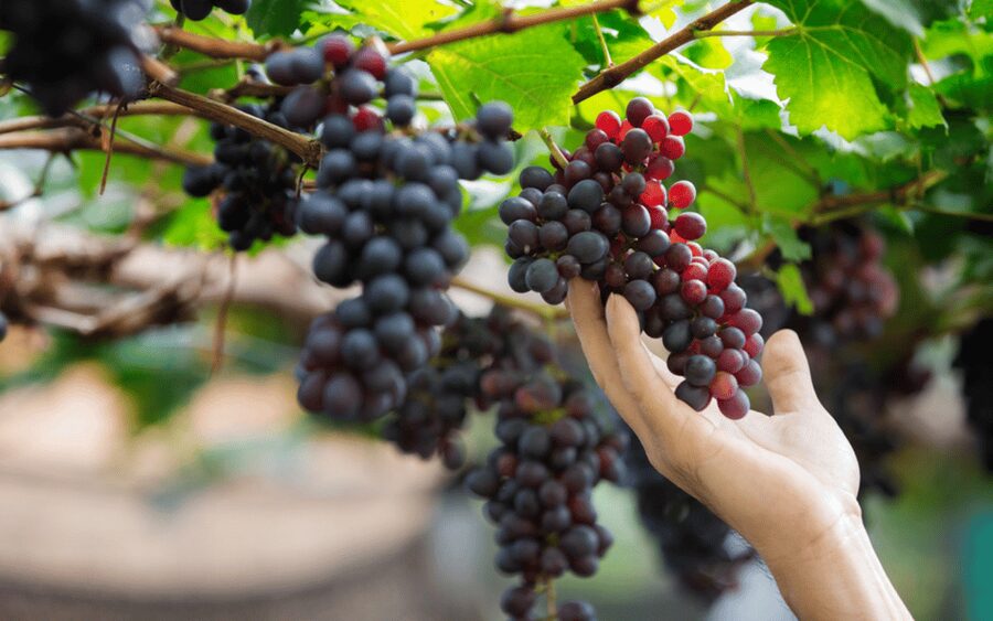 Gran Canaria: Rum, Wines and Banana Tour - Gran Canaria tastes: why this tour feels different than a standard day trip