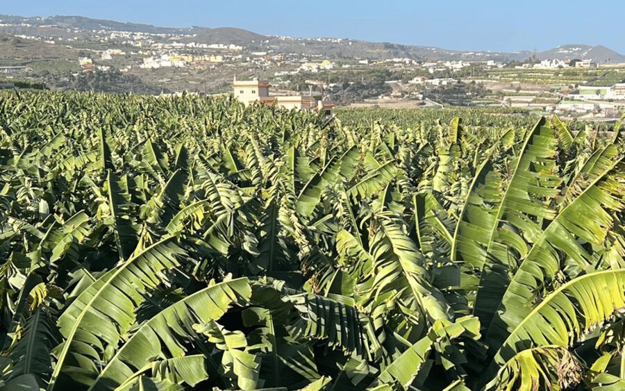 Gran Canaria: Rum, Wines and Banana Tour - Arehucas rum distillery: sugar cane to tasting flight