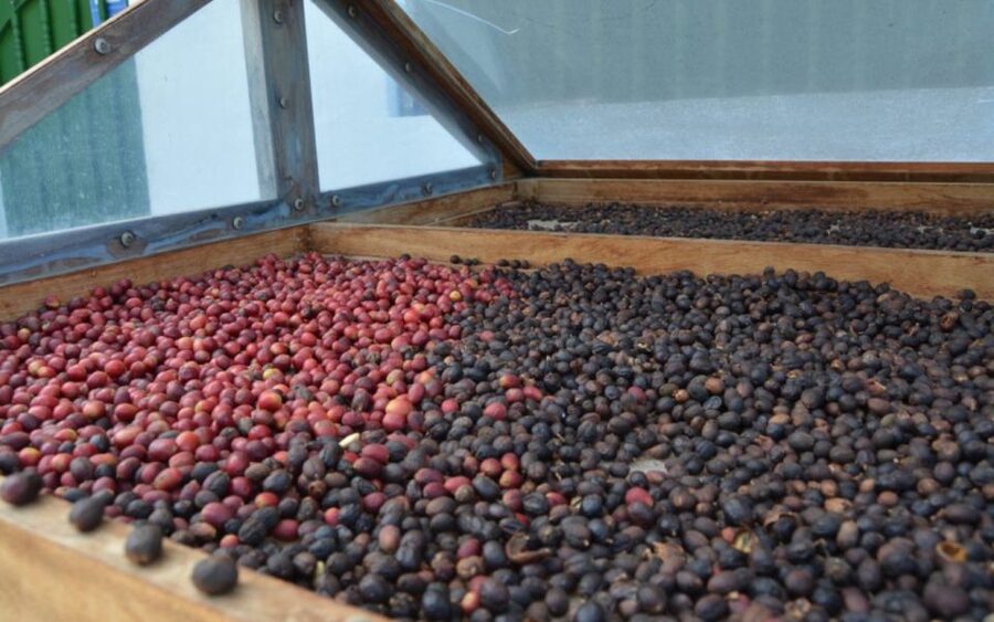 Gran Canaria: Rum, Wines and Banana Tour - The Banana Museum: why Gran Canaria’s yellow fruit matters