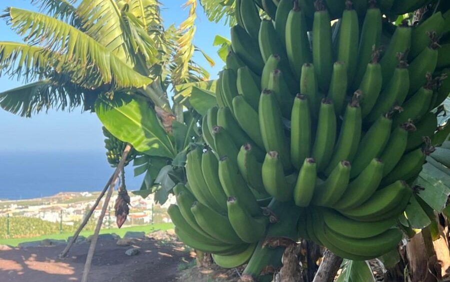 Gran Canaria: Rum, Wines and Banana Tour - Price and value: how $81 can actually feel fair