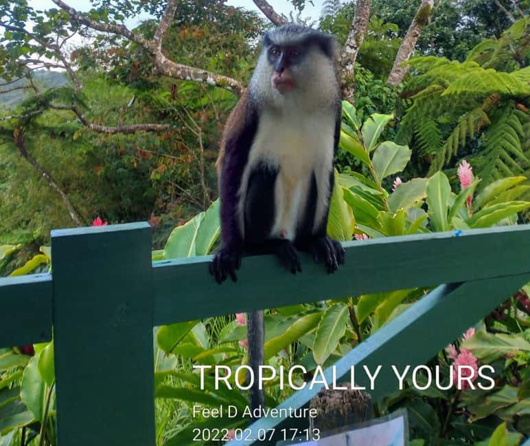 Grenada: Culture and Nature Island Tour with Chocolate & Rum - Grand Étang Rainforest: Where the Island’s Green Explains the Spice Talk