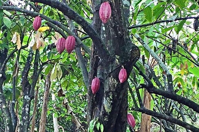 Grenada Spice Gardens, Rum & Chocolate Tour (Full/Half Day) - Fort Frederick in St. George’s: a quick walk that earns its views