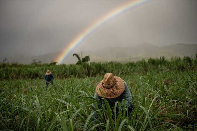 Kō Hana Hawaiian Rum Distillery Tour and Tasting for One - The guided stroll: sugarcane, barrel aromas, and how the tour teaches without lecturing