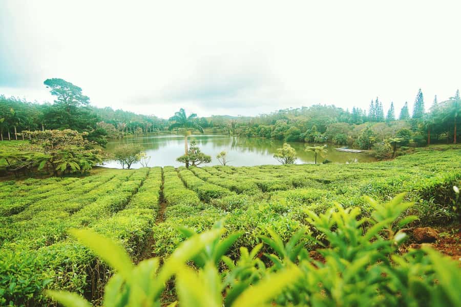 Mauritius: Tea, Rum and Vanilla Route with Lunch and Pickup - Key things worth knowing before you go