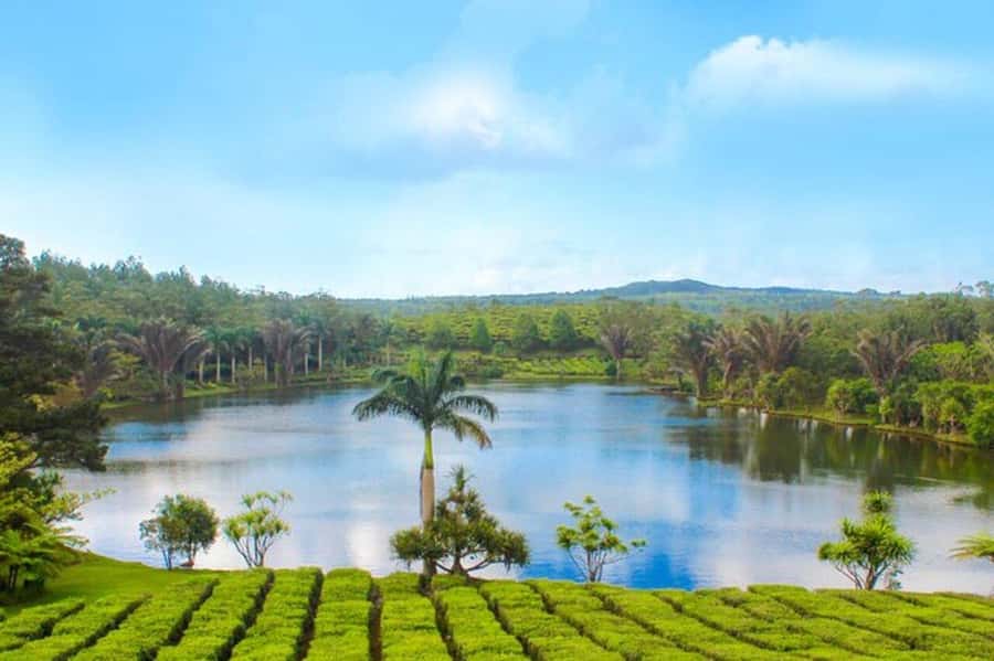 Mauritius: Tea, Rum and Vanilla Route with Lunch and Pickup - Le Domaine des Aubineaux: colonial mansion + floral and essence walks