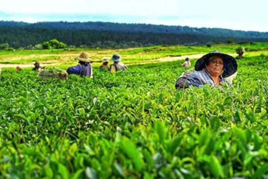 Mauritius: Tea, Rum and Vanilla Route with Lunch and Pickup - Maison du Rhum and the rum tasting: your sweet-to-spirits bridge