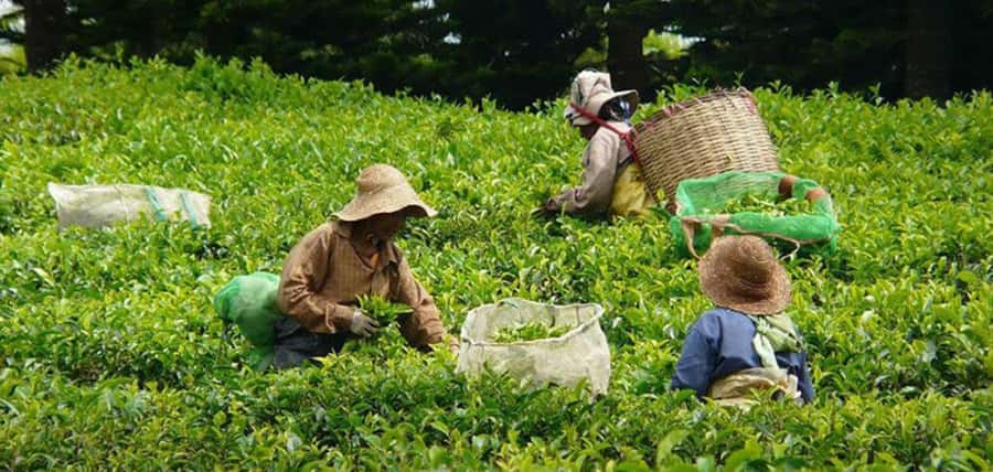 Mauritius: Tea, Rum and Vanilla Route with Lunch and Pickup - The 3-course lunch: where vanilla shows up in a way you can taste
