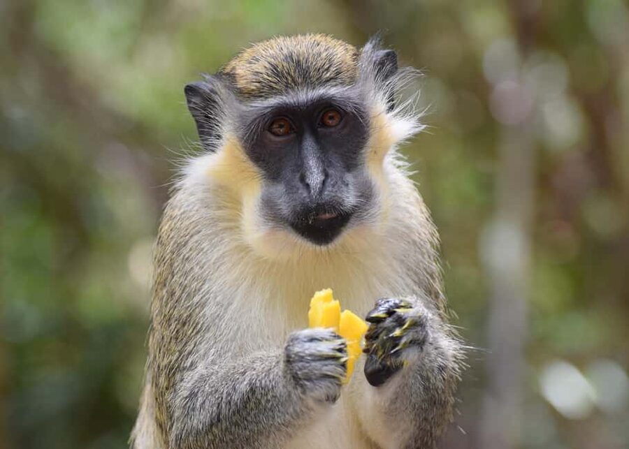 Monkey Feeding & Historic Sugar Plantation & Rum Distillery - Why this north-east Barbados loop is a smart use of time