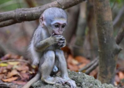 Monkey Feeding & Historic Sugar Plantation & Rum Distillery - Barbados Wildlife Reserve monkey feeding: what to expect when you arrive