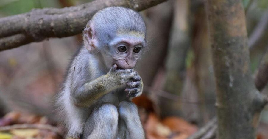 Monkey Feeding & Historic Sugar Plantation & Rum Distillery - Who this tour suits best (and who should think twice)