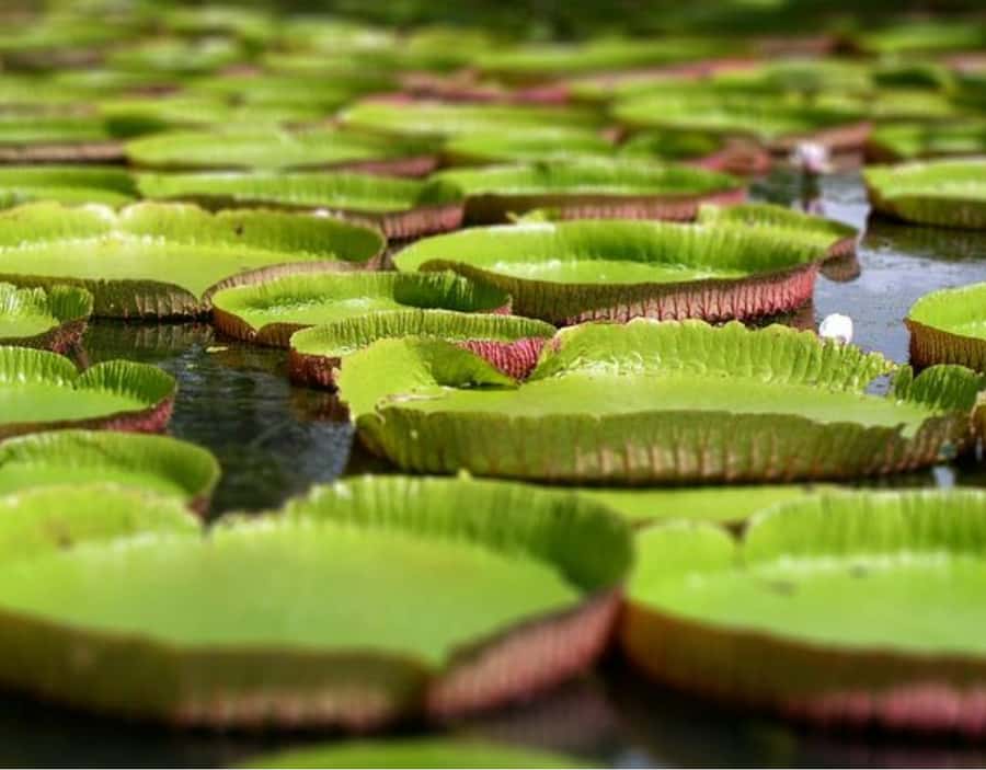 North Day Tour, Botanical Garden, Sugar Museum, Rum Tasting - How this private North Mauritius day tour really works