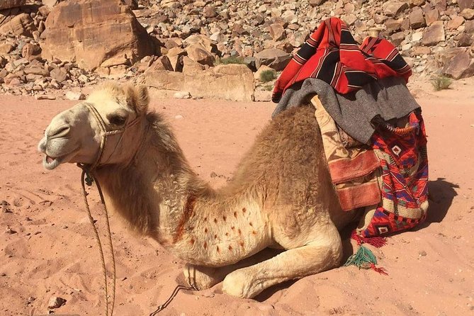 One Day Wadi Rum from Aqaba - Stop 1: Wadi Rum Protected Area and the Desert’s Most Dramatic Views