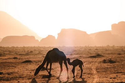 Petra and Wadi Rum Day Excursion with Hotel Collection - The road trip from Amman: expect a real transit day