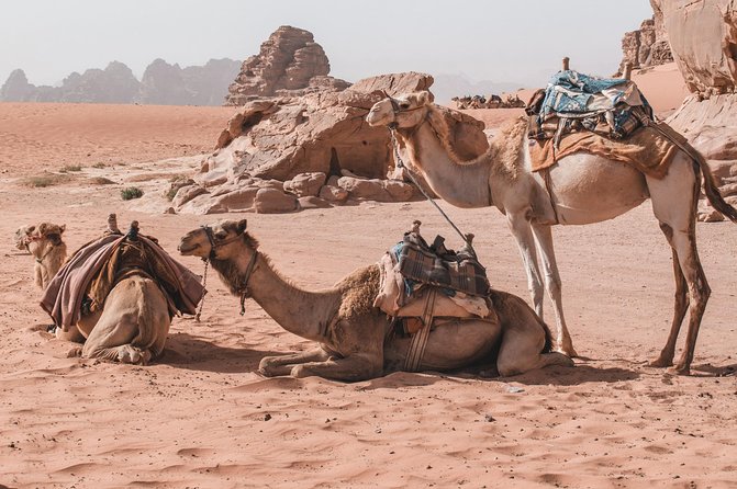 Petra and Wadi Rum in One Day | The Jordanian Mappers - Lunch and Bottled Water: Small Details That Keep the Day Smooth