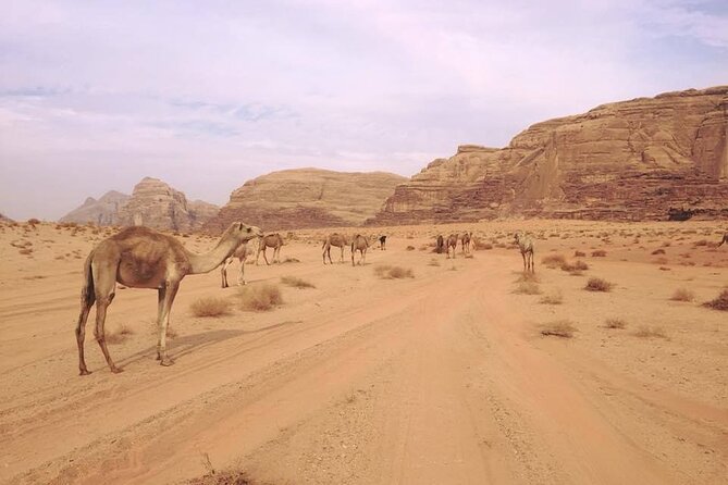 Private 1 Day Wadi Rum Desert Tour - Wadi Rum in 4x4, Tea Over Embers, and a Real Bedouin Night
