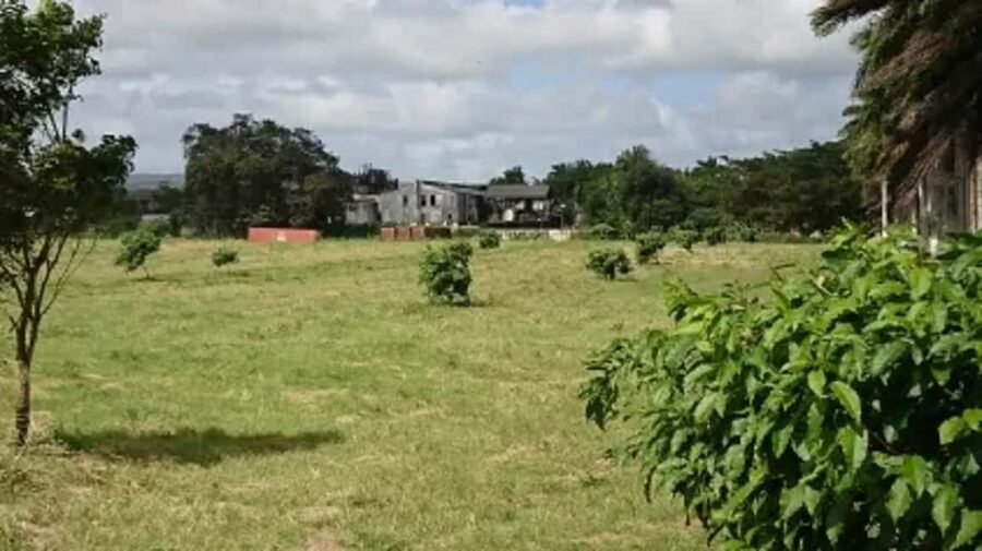 Private Hampden Estate Rum Trip from Montego Bay - Timing and Tour Windows: How the 10am–12pm Schedule Shapes Your Day