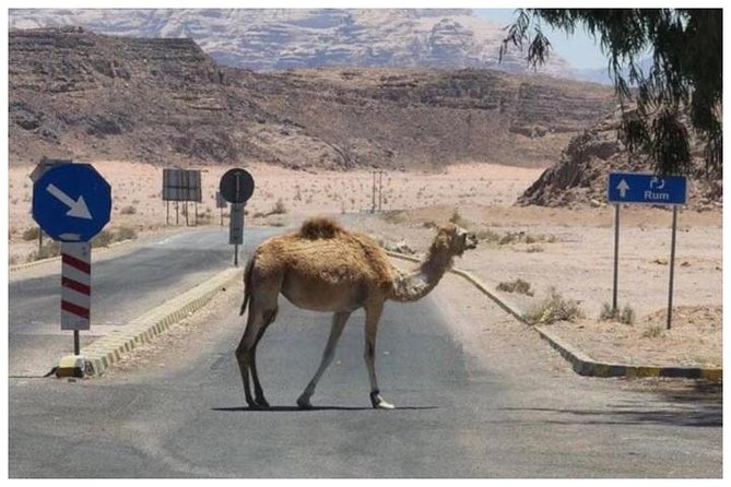 Private transfer Petra to/from Wadi Rum - Small Practical Tips for a Smoother Petra–Wadi Rum Move