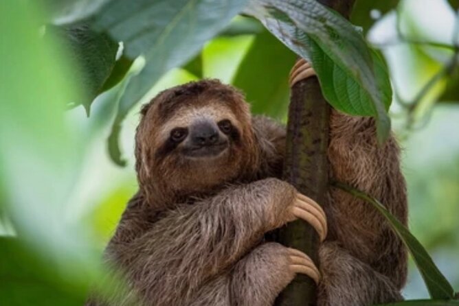 Roatán Island Tour: Sloth & Monkey Park, Rum, and Chocolate - Port Pickup in Coxen Hole or Mahogany Bay (Then You’re Off)