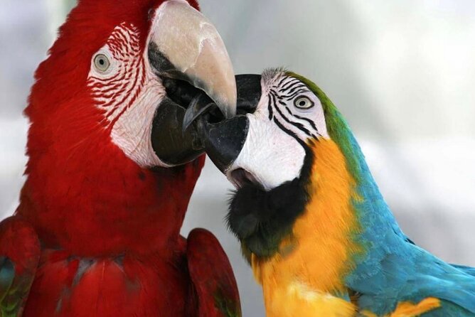 Roatán Island Tour: Sloth & Monkey Park, Rum, and Chocolate - West End Village and Macaw Market Souvenirs Without the Chaos