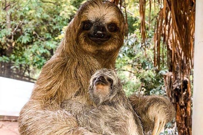 Roatan Monkey and Sloth Tour with Chocolate and Rum Factory - Cruise-Port Starts in Coxen Hole or Mahogany Bay