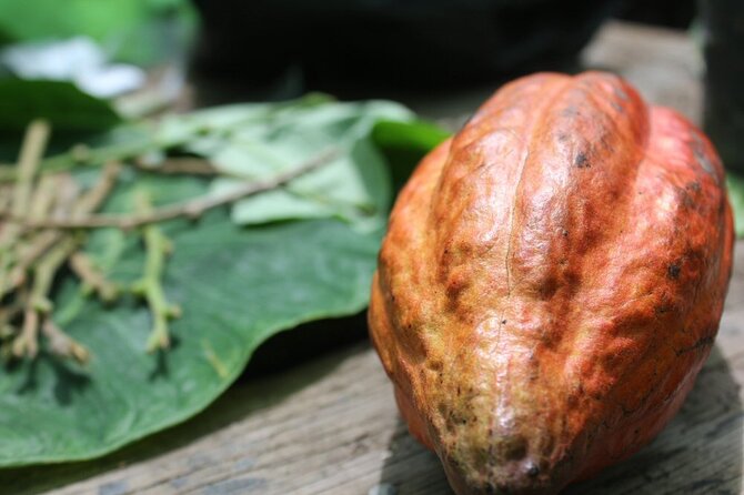 Rum & Chocolate Tasting Tour : Journey into Flavor - Key points to know before you go