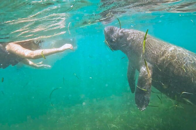 San Juan Snorkel with Turtles and Manatee's; Free Video and Rum! - Key things that make this snorkel tour worth your time