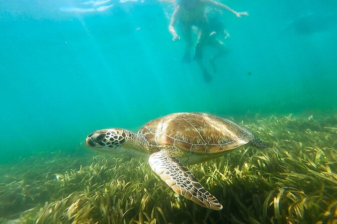 San Juan Snorkel with Turtles and Manatee's; Free Video and Rum! - San Juan Snorkel in Condado: Sea Turtles and Manatees Without a Boat