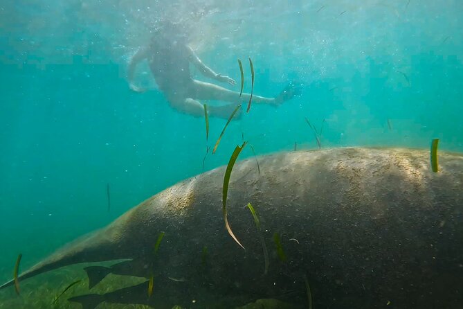 San Juan Snorkel with Turtles and Manatee's; Free Video and Rum! - Wildlife rules: how to see turtles and manatees safely (and responsibly)