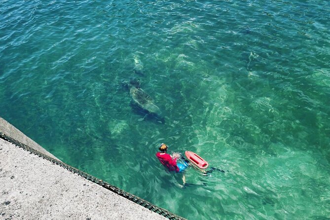 San Juan Snorkel with Turtles and Manatee's; Free Video and Rum! - Sea-turtle guarantee and the free comeback plan (how it actually works)