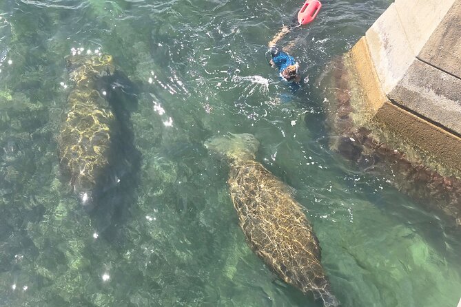 San Juan Snorkel with Turtles and Manatee's; Free Video and Rum! - Included extras: free video and rum taste that boost the value