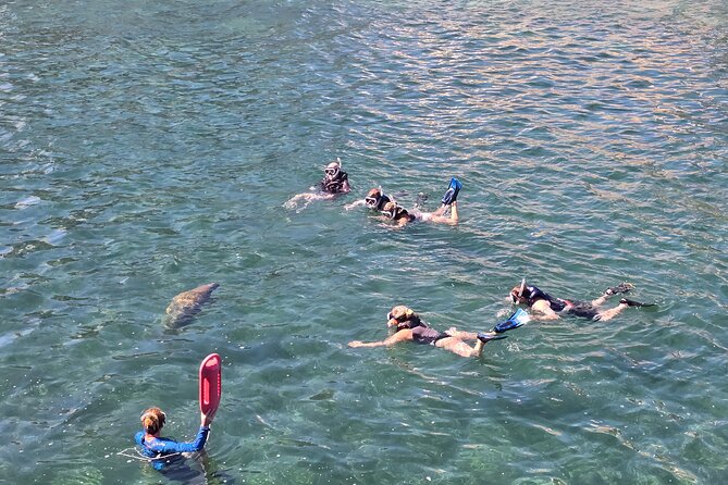 San Juan Snorkel with Turtles and Manatee's; Free Video and Rum! - Price and logistics: is $82 a smart spend?